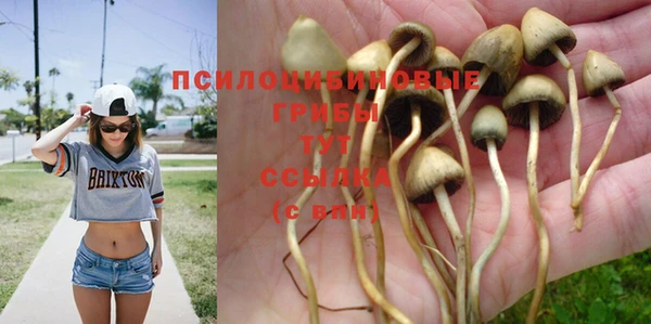 ПСИЛОЦИБИНОВЫЕ ГРИБЫ Горнозаводск
